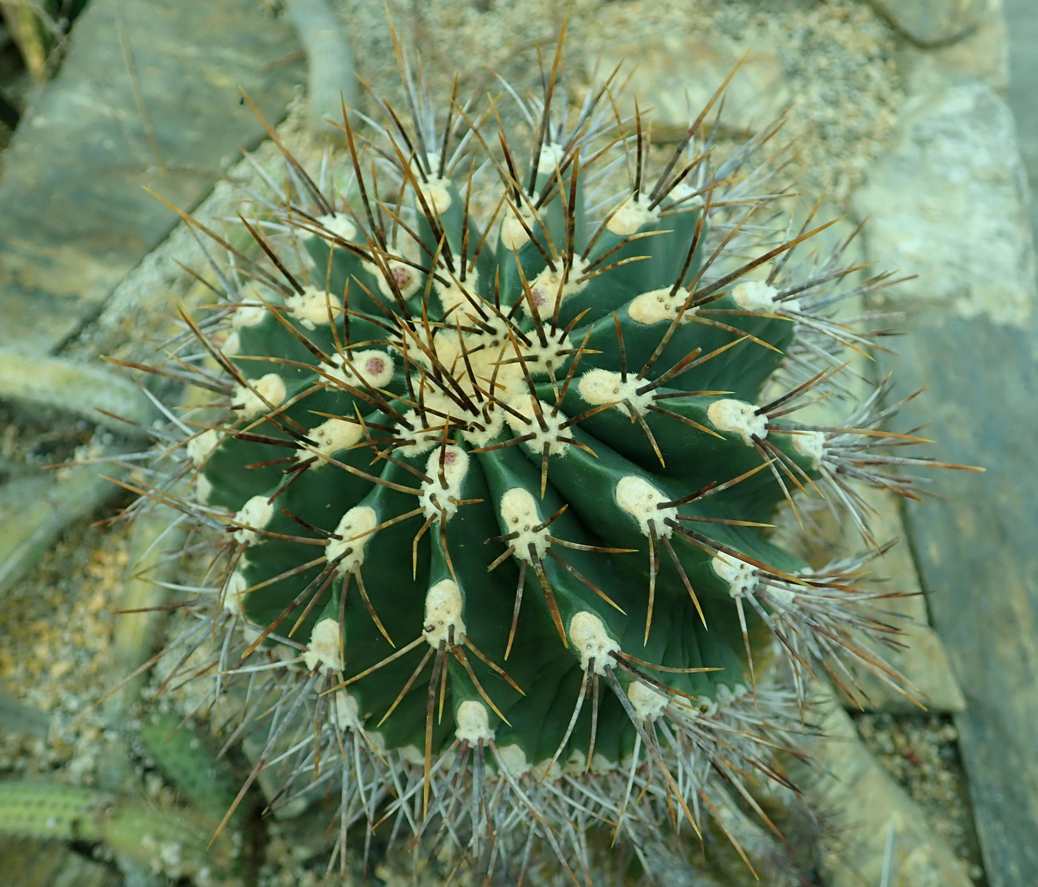 Image of Emory's barrel cactus