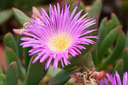 Imagem de Carpobrotus aequilaterus (Haw.) N. E. Br.