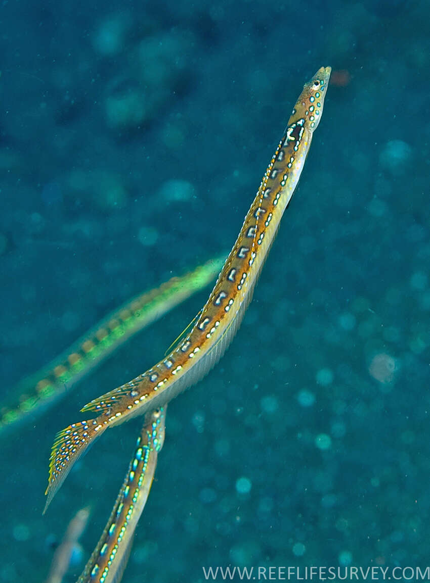 Image of Long-rayed sand-diver