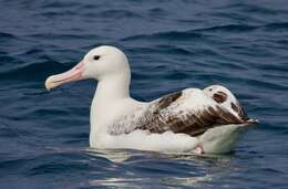 Image of Royal Albatross