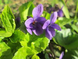 Image of sweet violet