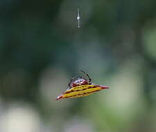 Image of Gasteracantha sturi (Doleschall 1857)