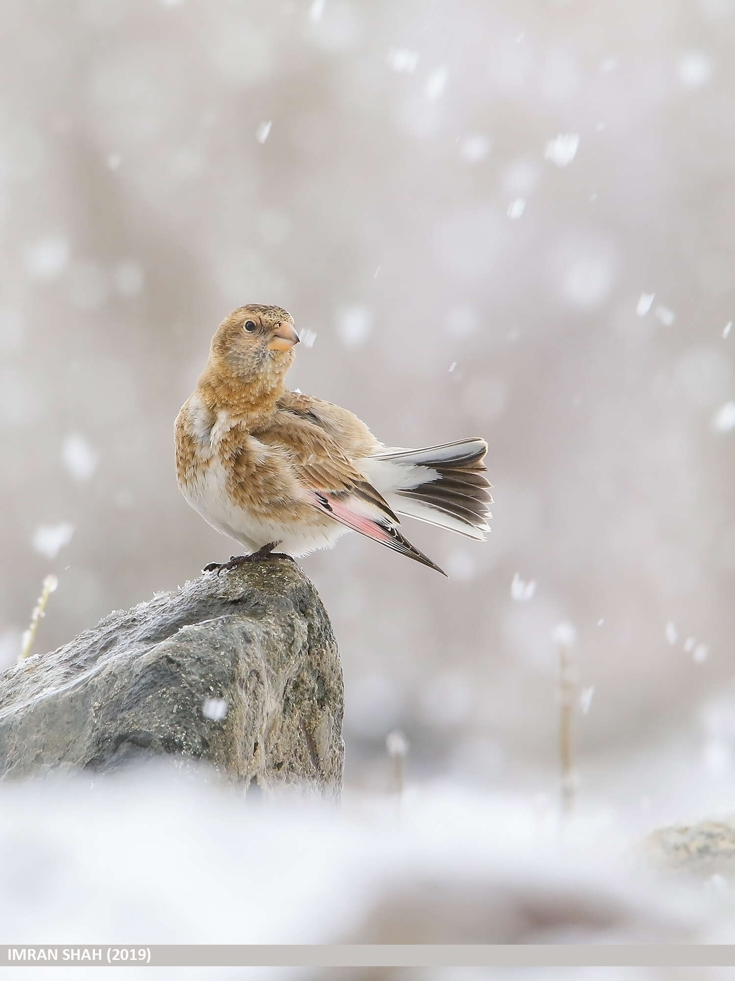 Image of Asian Crimson-winged Finch