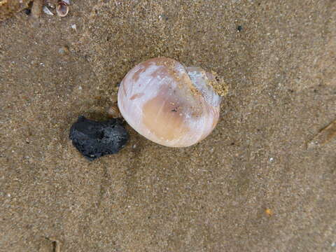 Image of European necklace shell