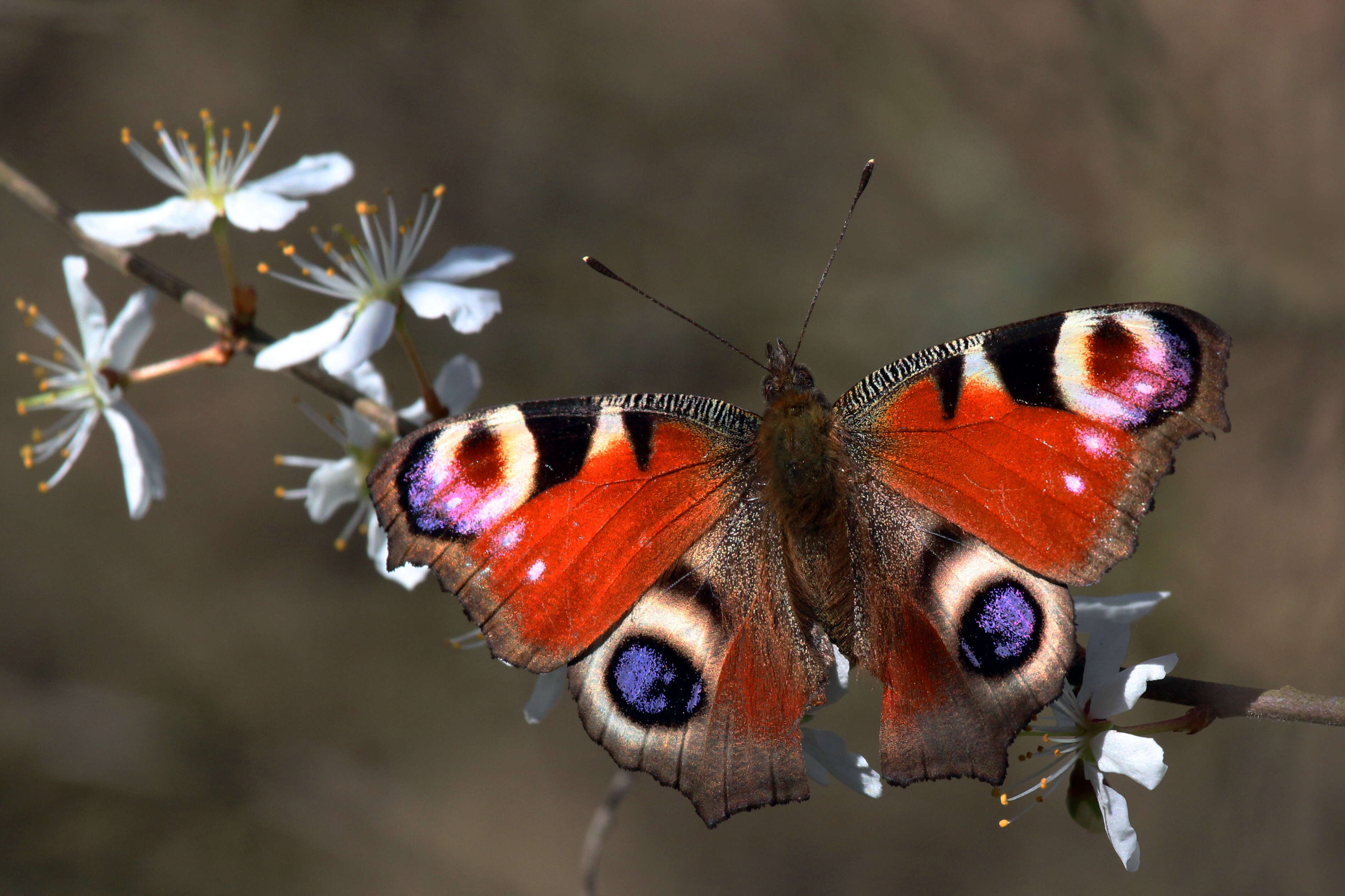 Image of Aglais io