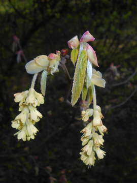 Image of winter hazel