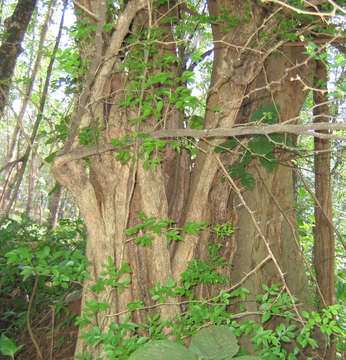 Image of Zanthoxylum armatum DC.