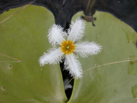 Image of Water-snowflake