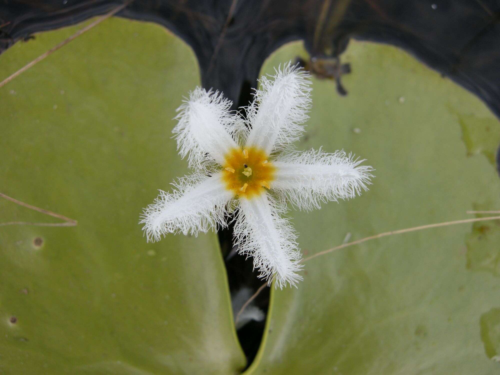 Image de Faux Nénuphar des Indes