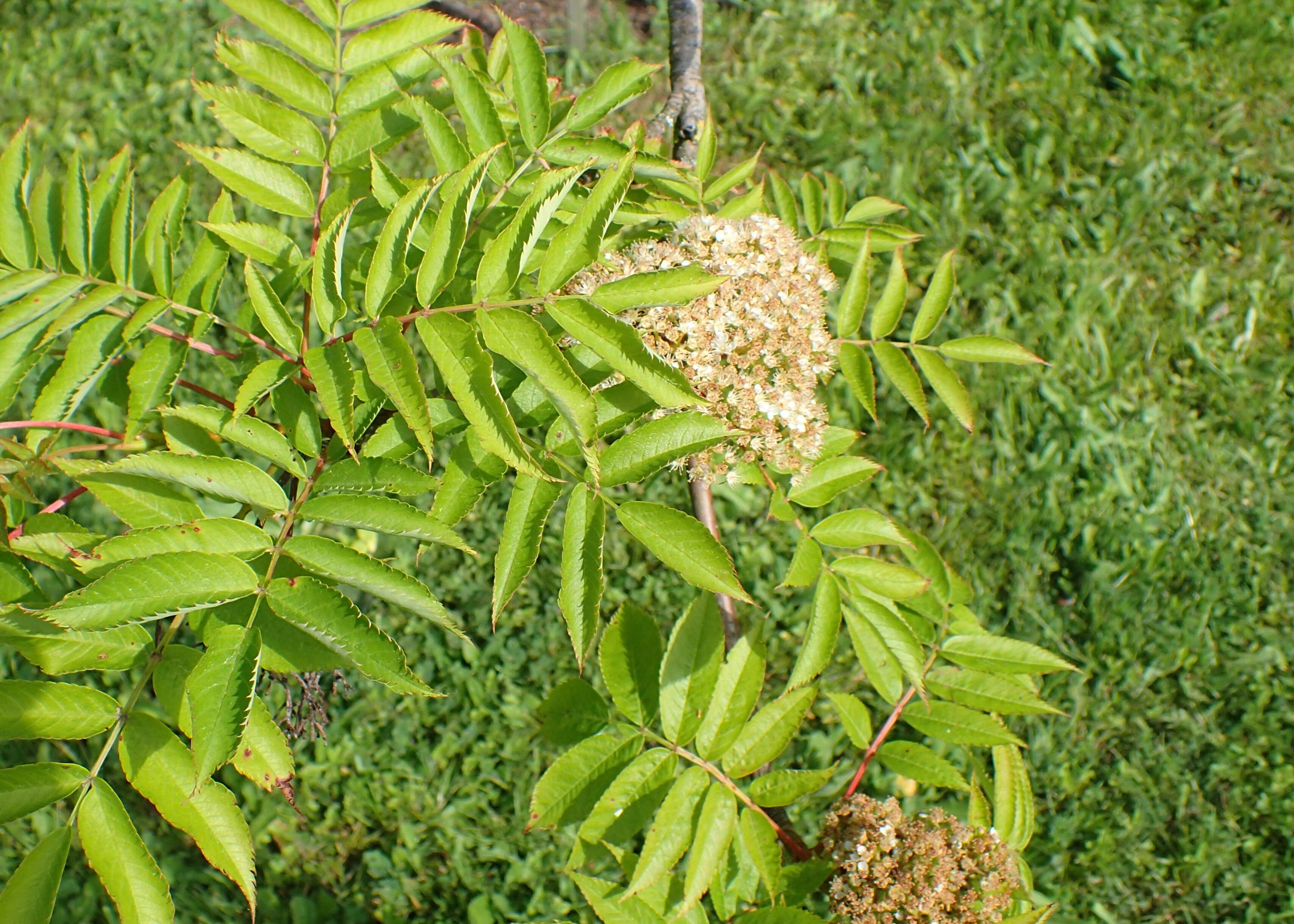 Image of Japanese Rowan