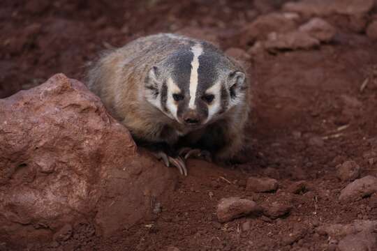 Image of badger