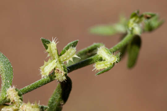 Image of broadfruit combseed