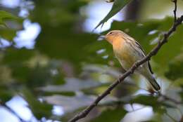 Image of Blackburnian Warbler