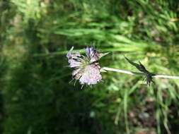 Image of Devil’s Bit Scabious