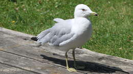 Image of Ring-billed Gull