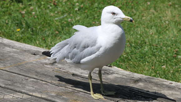 Image of Ring-billed Gull