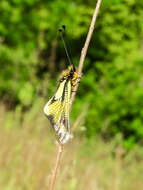 Image of Owly sulphur