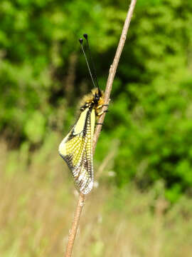 Image of Owly sulphur