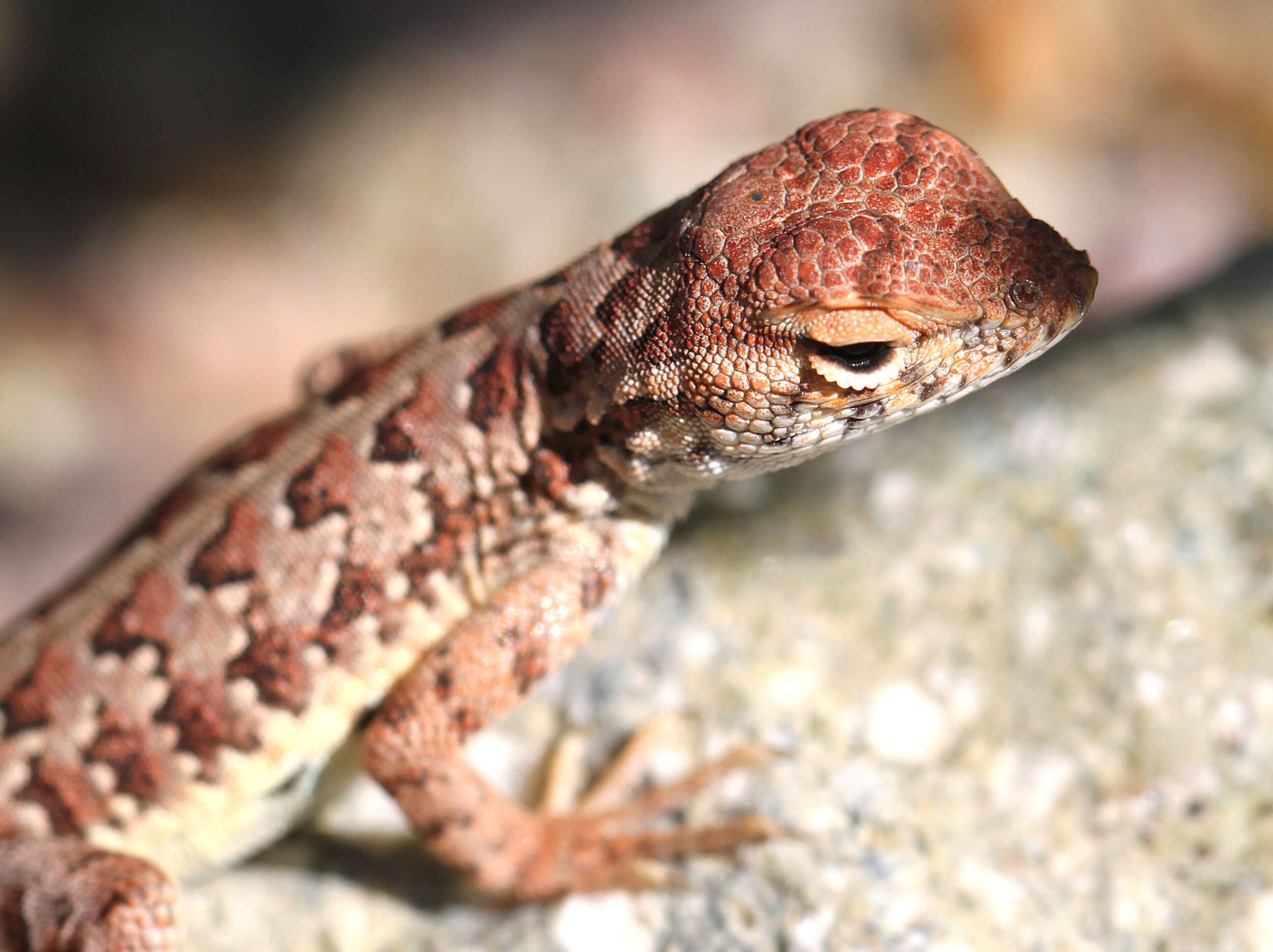 Image of Elegant Earless Lizard