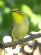 Image of Japanese White-eye