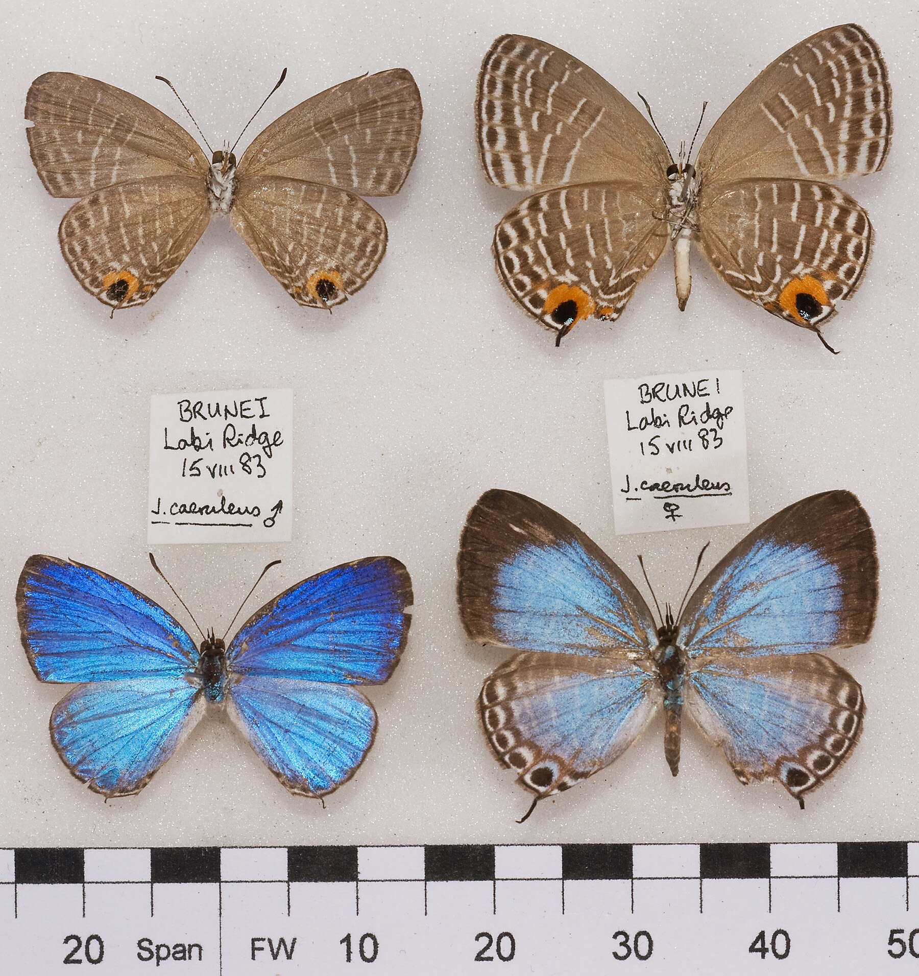 Image of Jamides caerulea (H. Druce 1873)