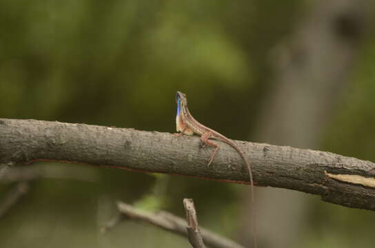 Image of Fan Throated Lizard