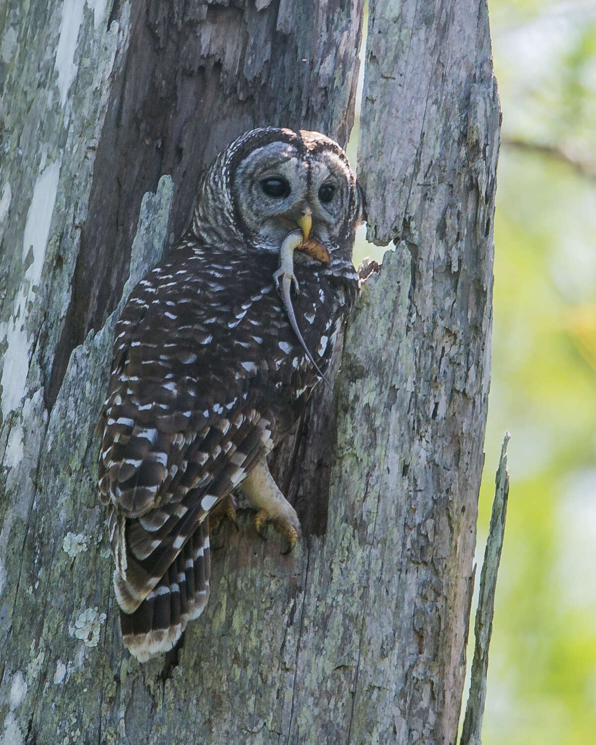 Image of Barred Owl