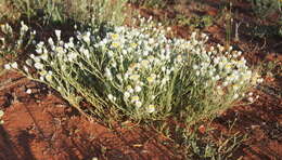 Rhodanthe floribunda (DC.) P. G. Wilson的圖片