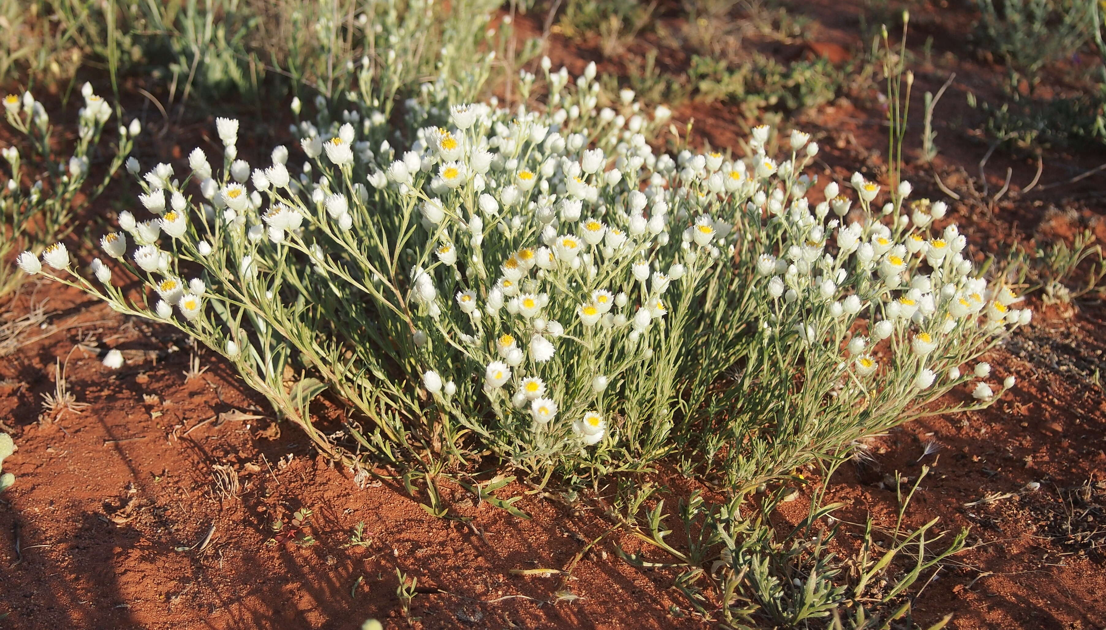 Imagem de Rhodanthe floribunda (DC.) P. G. Wilson