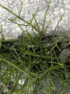 Image of field horsetail