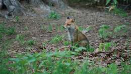 Image of Vulpes vulpes schrencki Kishida 1924