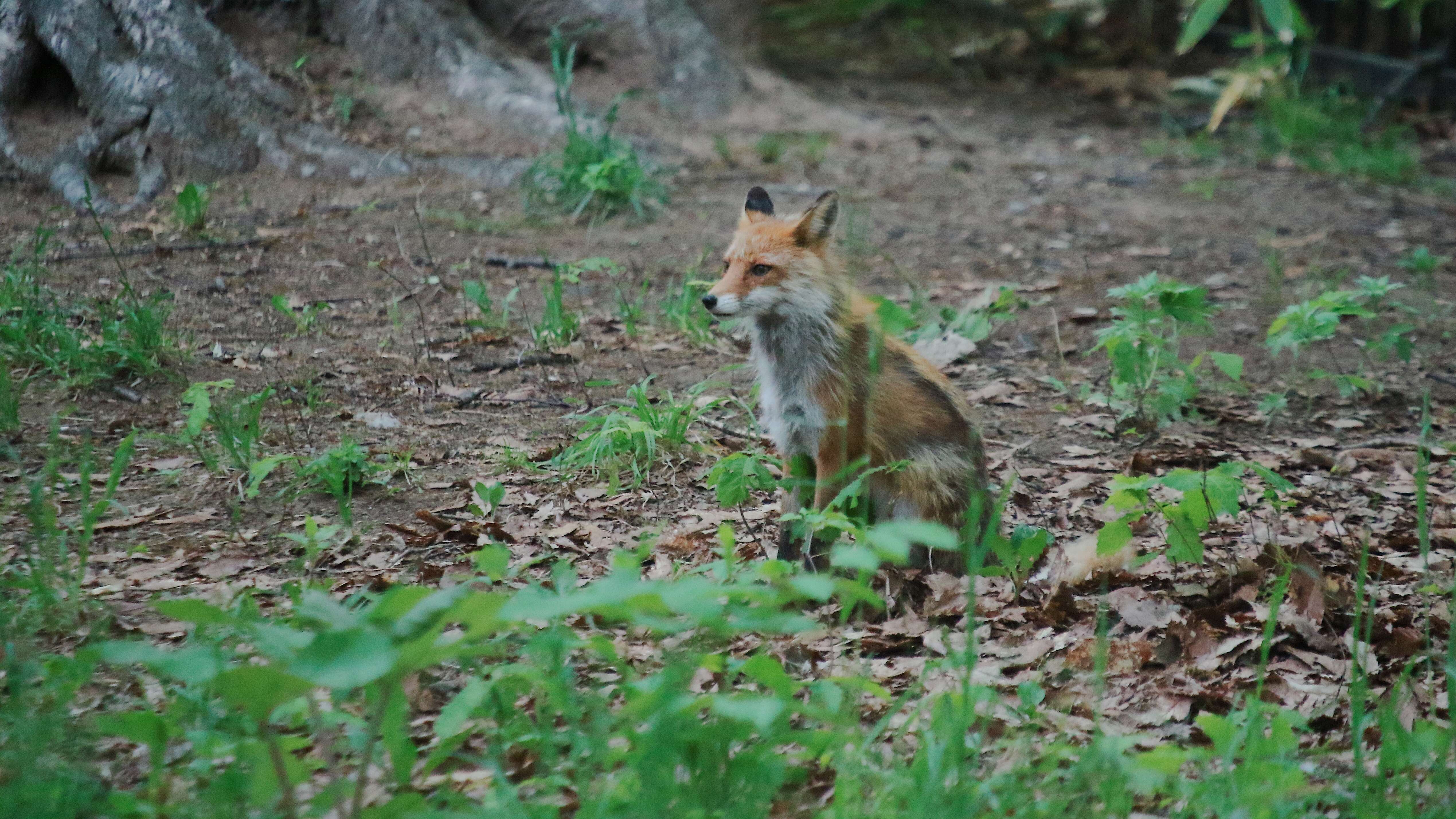 Vulpes vulpes schrencki Kishida 1924 resmi