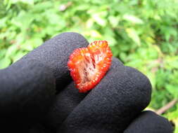 Image of West Indian raspberry