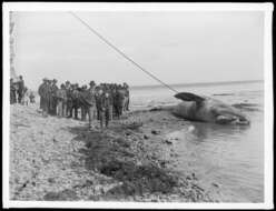 Image of gray whales