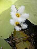 Image of Water-snowflake