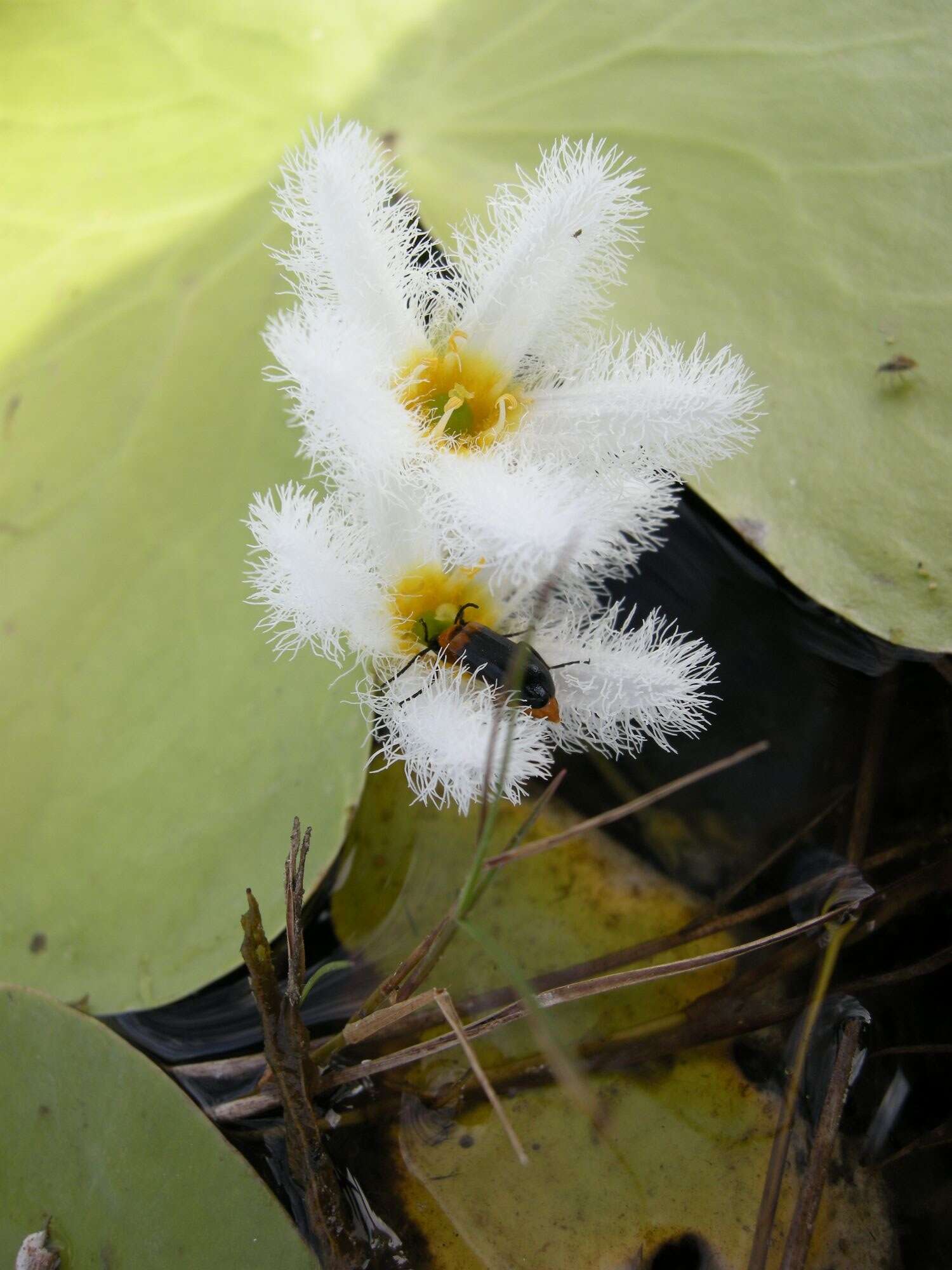 Image de Faux Nénuphar des Indes