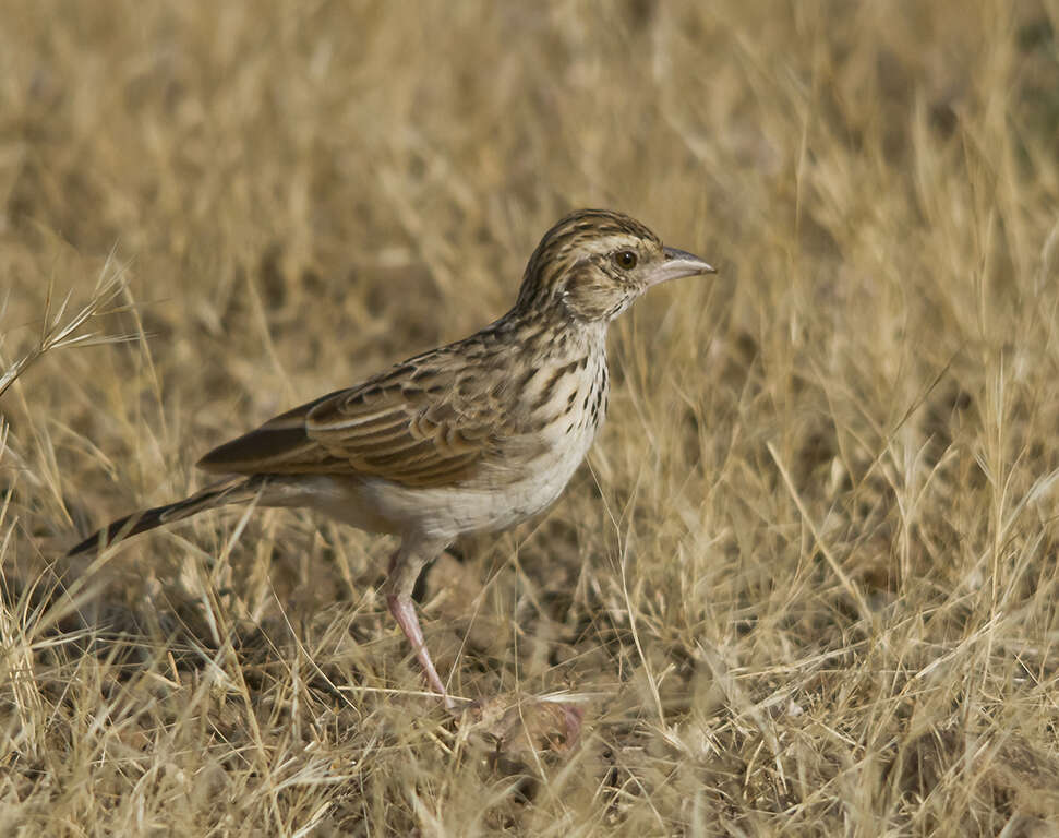 Image of Indian Bush Lark