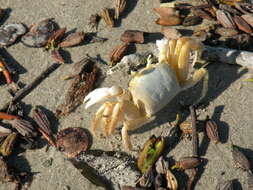 Image of Atlantic Ghost Crab