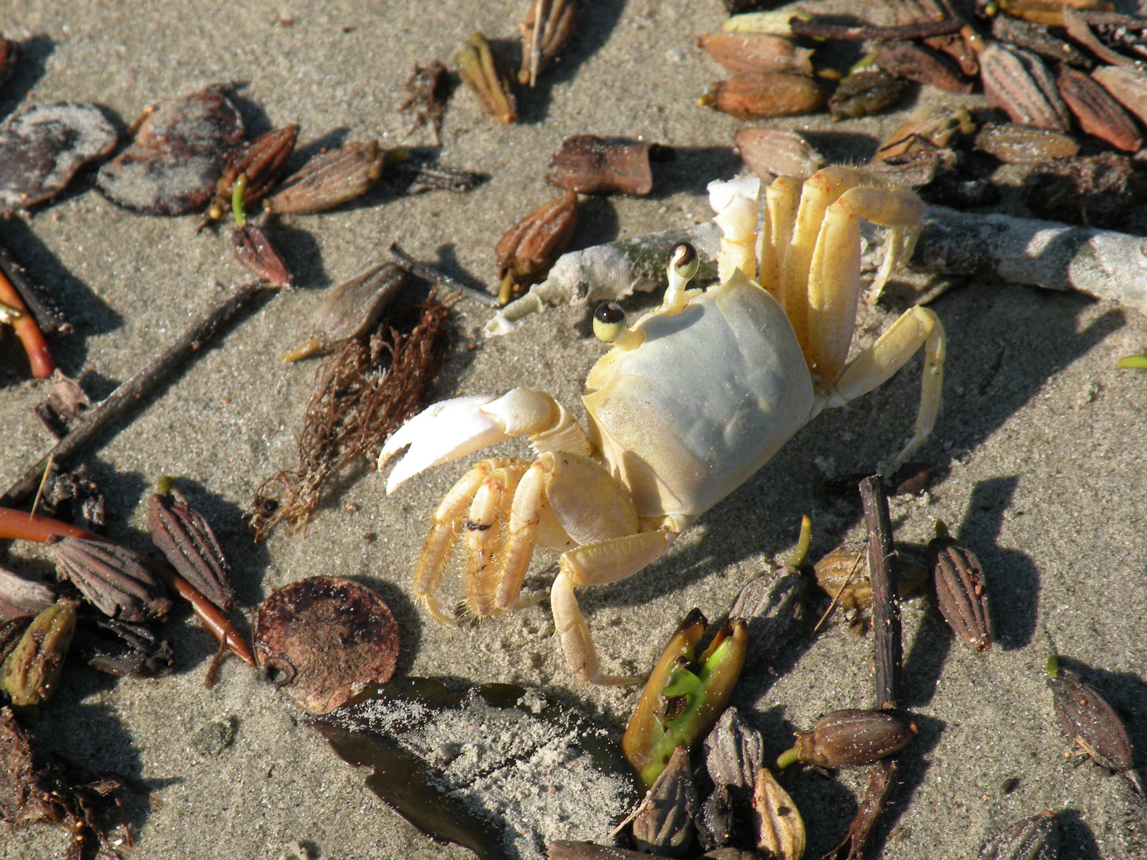 Image of Atlantic Ghost Crab