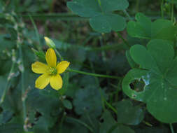 Image of Oxalis stricta