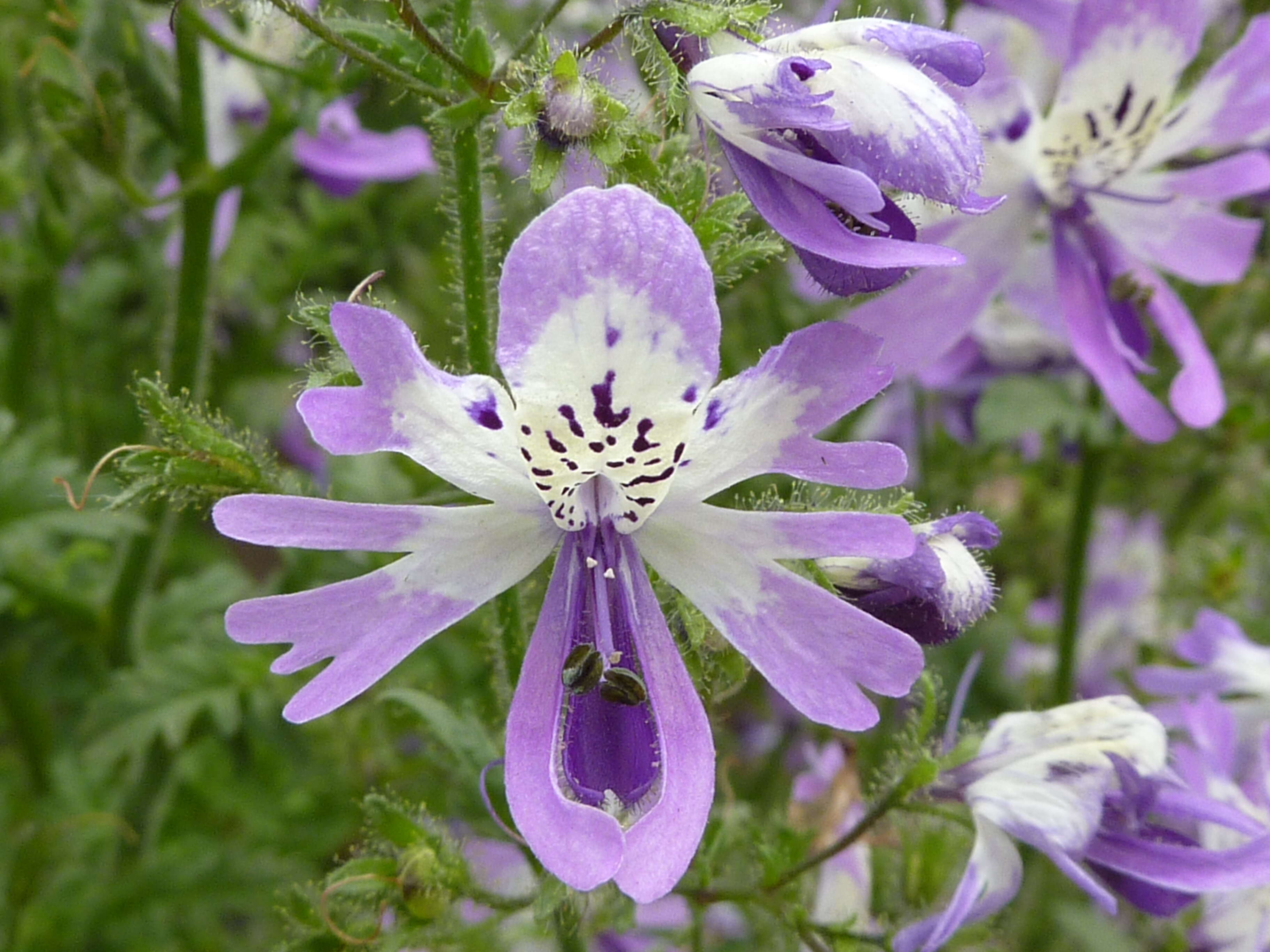 Imagem de Schizanthus pinnatus Ruiz & Pavón