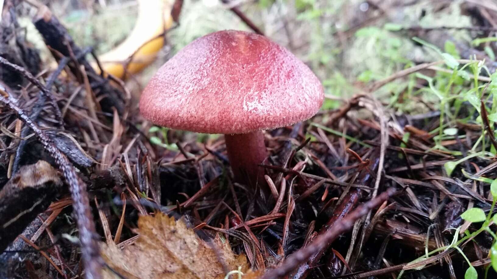 Image of Tricholomopsis rutilans (Schaeff.) Singer 1939