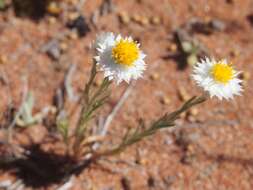 Image of Common White Sunray