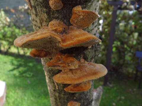 Image de Polypore hérissé