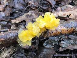 Image of Witches butter