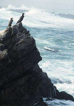 Image of Neotropic Cormorant