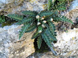 Plancia ëd Asplenium ceterach L.