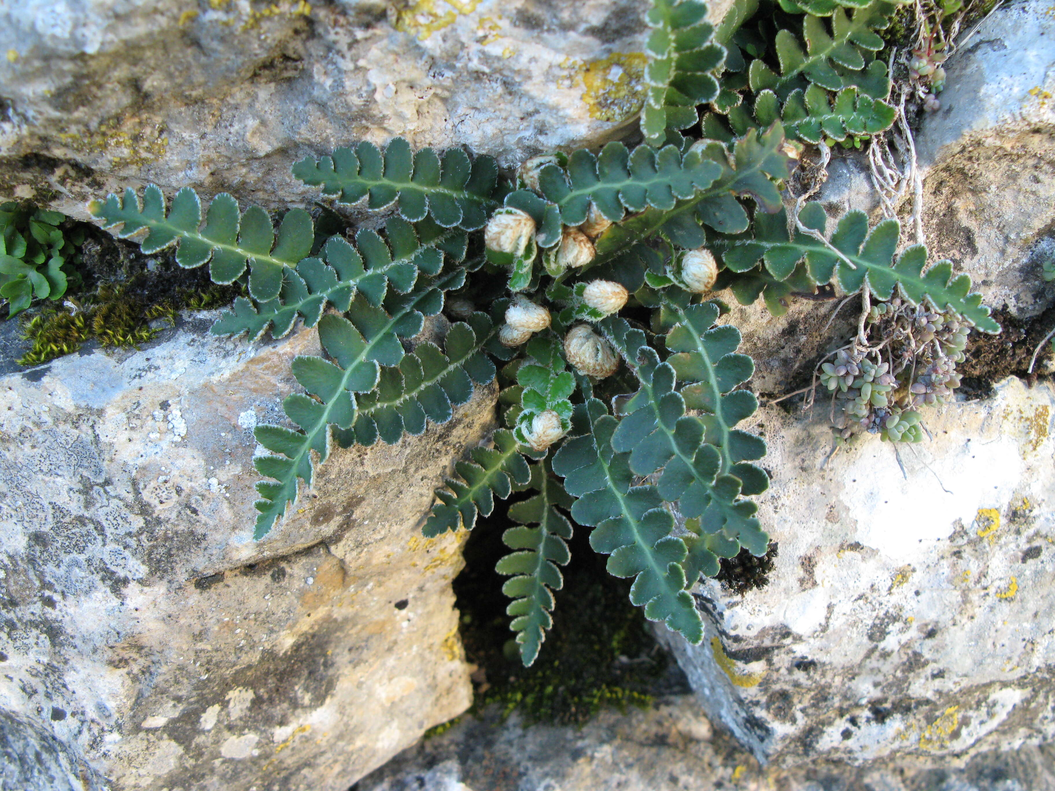 Plancia ëd Asplenium ceterach L.