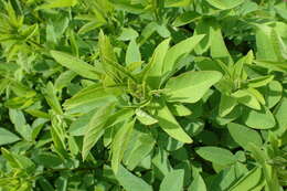 Image of showy ticktrefoil