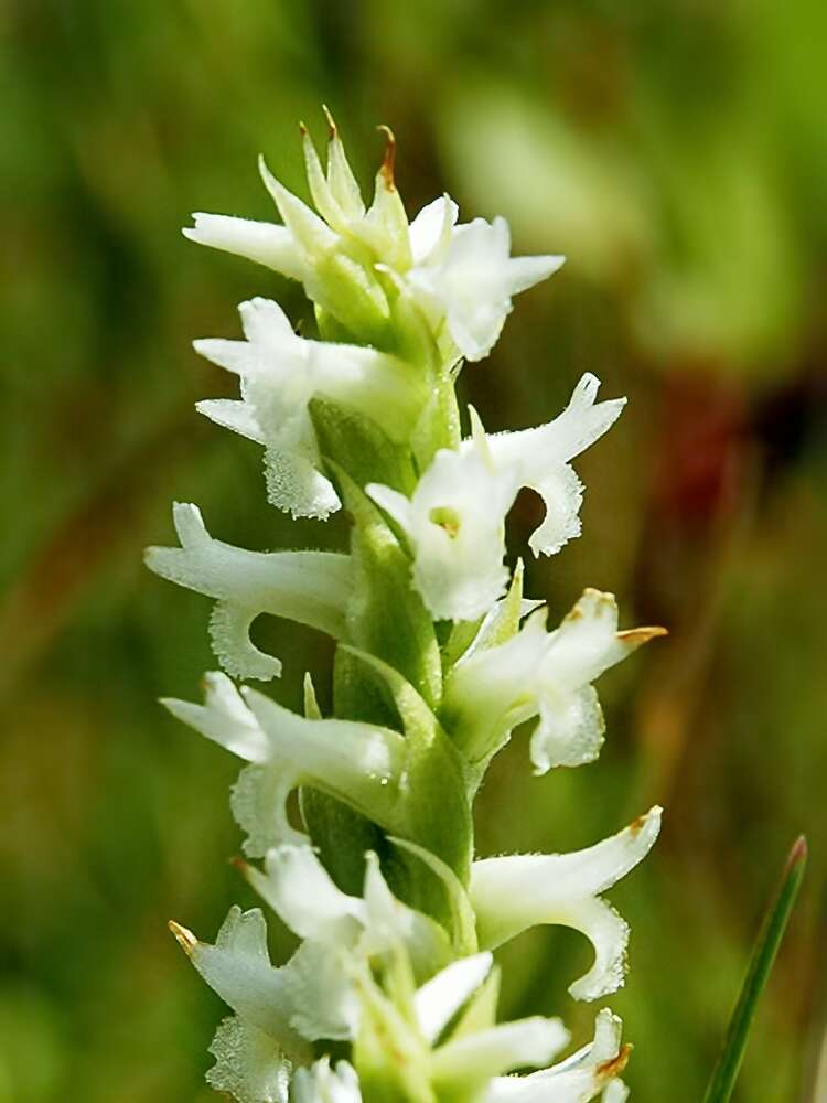 صورة Spiranthes diluvialis Sheviak